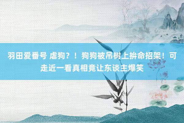 羽田爱番号 虐狗？！狗狗被吊树上拚命招架！可走近一看真相竟让东谈主爆笑