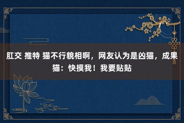 肛交 推特 猫不行貌相啊，网友认为是凶猫，成果猫：快摸我！我要贴贴