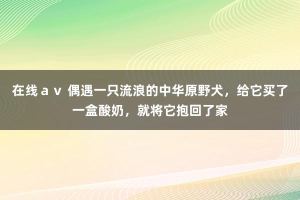 在线ａｖ 偶遇一只流浪的中华原野犬，给它买了一盒酸奶，就将它抱回了家