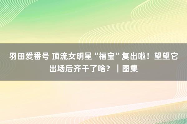 羽田爱番号 顶流女明星“福宝”复出啦！望望它出场后齐干了啥？｜图集