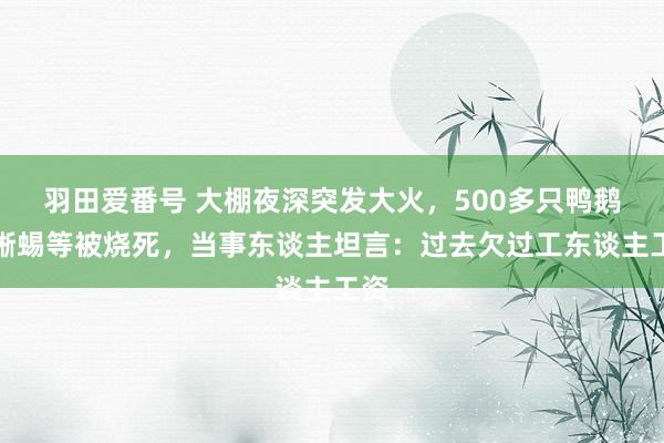 羽田爱番号 大棚夜深突发大火，500多只鸭鹅蛇蜥蜴等被烧死，当事东谈主坦言：过去欠过工东谈主工资